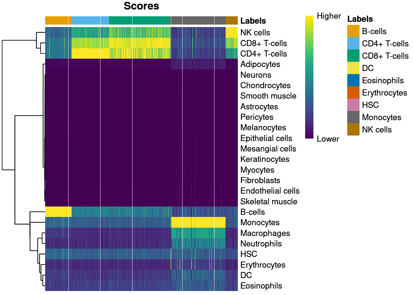Heatmap of the assignment score for each cell (column) and label (row). Scores are shown before any fine-tuning and are normalized to [0, 1] within each cell.
