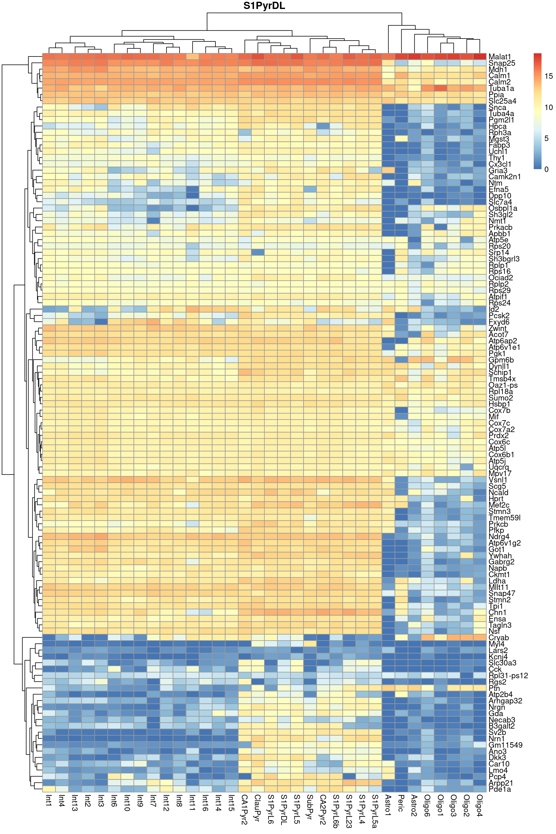 Heatmap of log-expression values in the Tasic dataset for all marker genes upregulated in the most frequent label from the Zeisel reference dataset.