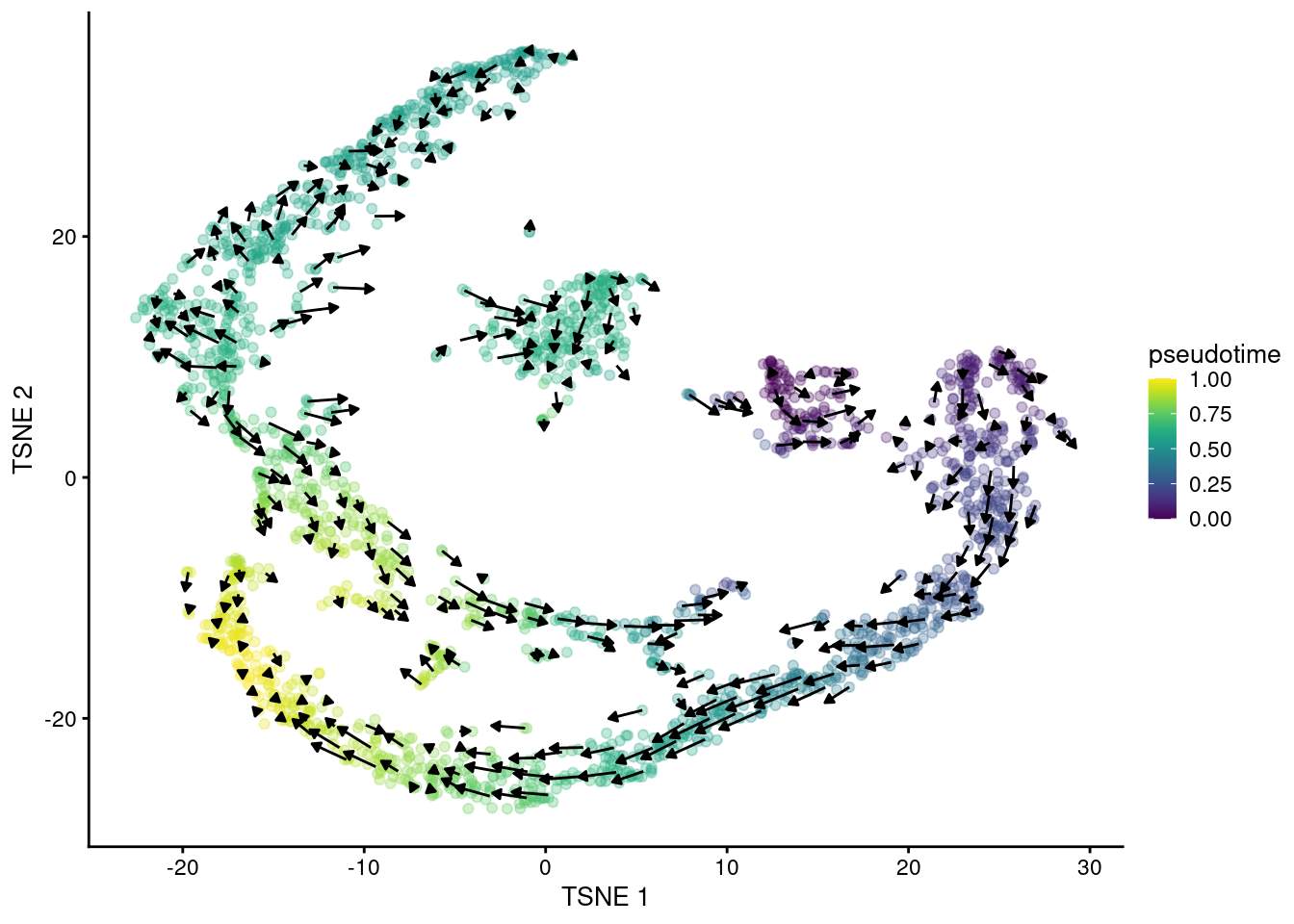 $t$-SNE plot of the Hermann spermatogenesis dataset, where each point is a cell and is colored by its velocity pseudotime. Arrows indicate the direction and magnitude of the velocity vectors, averaged over nearby cells.