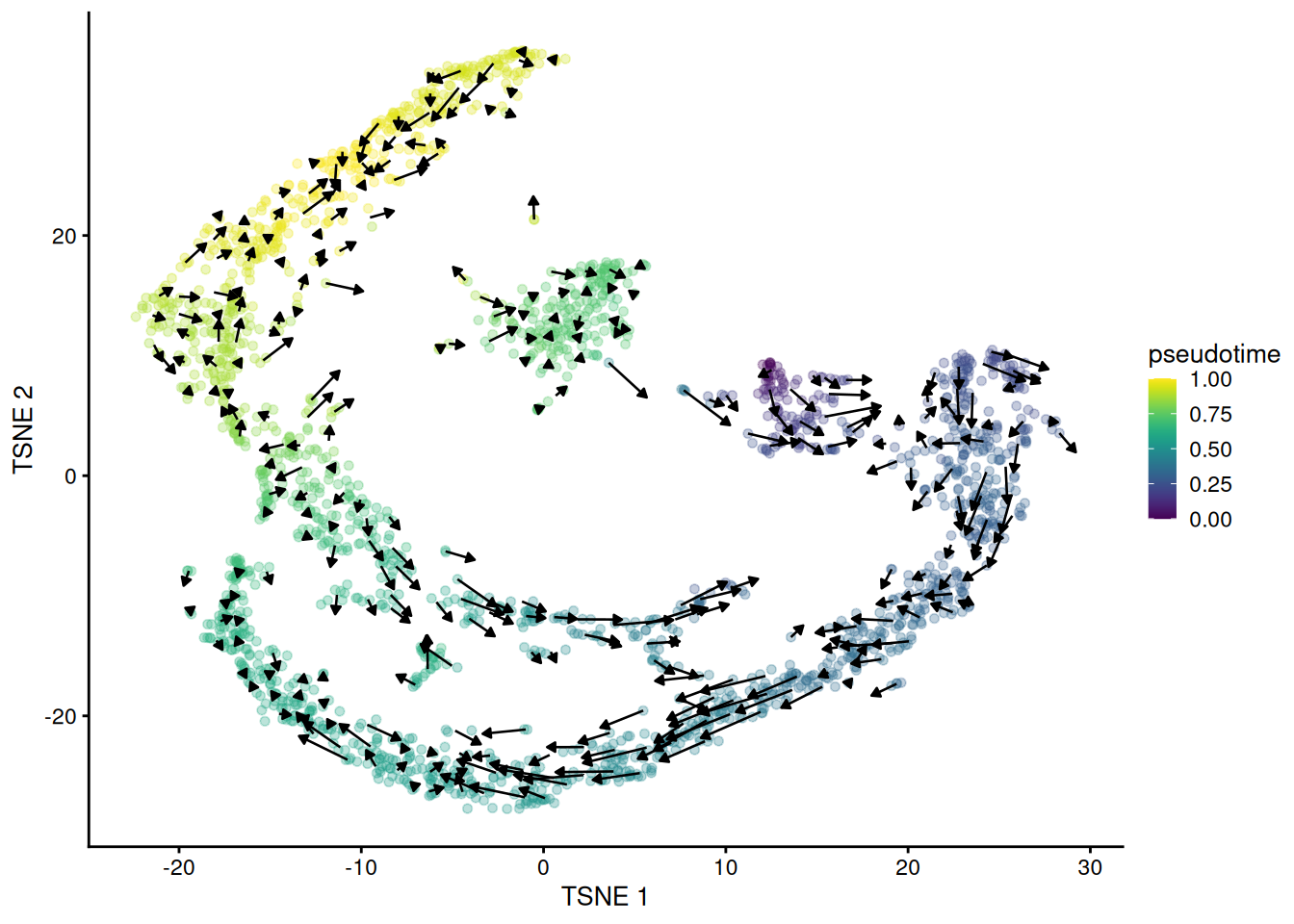 $t$-SNE plot of the Hermann spermatogenesis dataset, where each point is a cell and is colored by its velocity pseudotime. Arrows indicate the direction and magnitude of the velocity vectors, averaged over nearby cells.