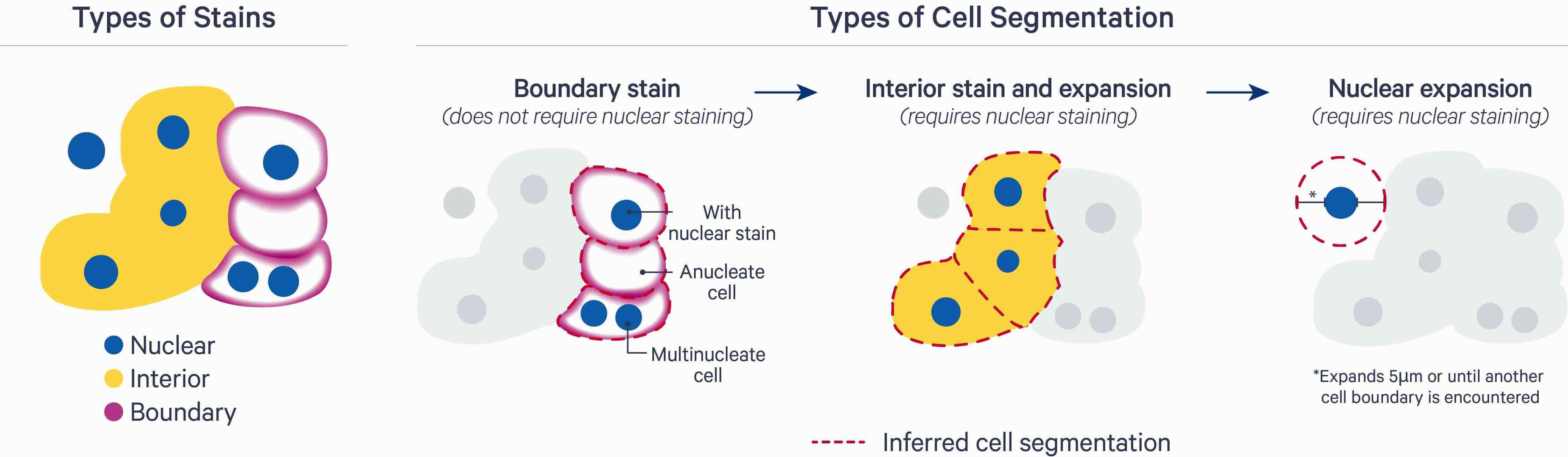 18 Segmentation – Orchestrating Spatial Transcriptomics Analysis with ...