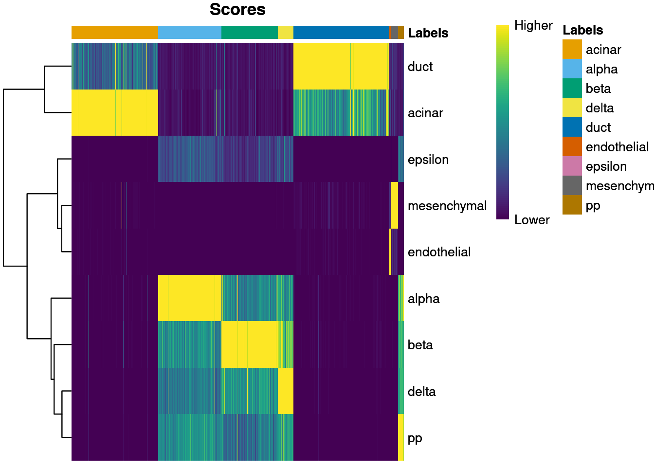 Heatmap of normalized scores for the Grun dataset. Each cell is a column while each row is a label in the reference Muraro dataset. The final label (after fine-tuning) for each cell is shown in the top color bar.
